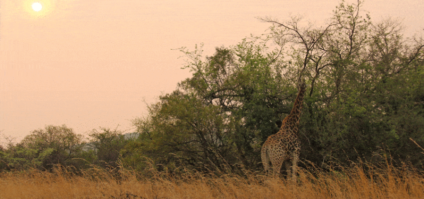 Johannesburg : eralennuki rentimine 
