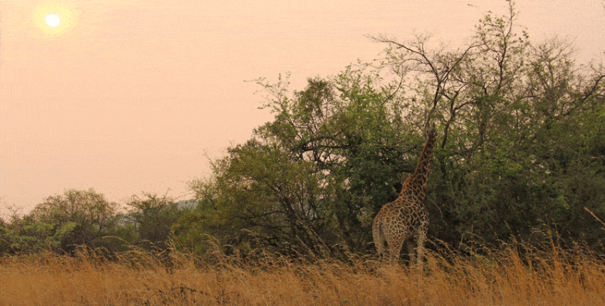 Johannesburg : eralennuki rentimine 