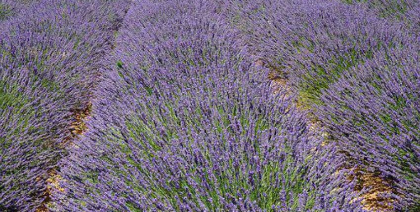 Aix en Provence Aix les Mille: eralennuki rentimine