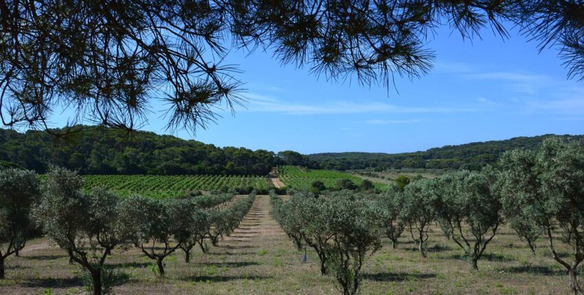 Porquerolles: eralennuki rentimine 