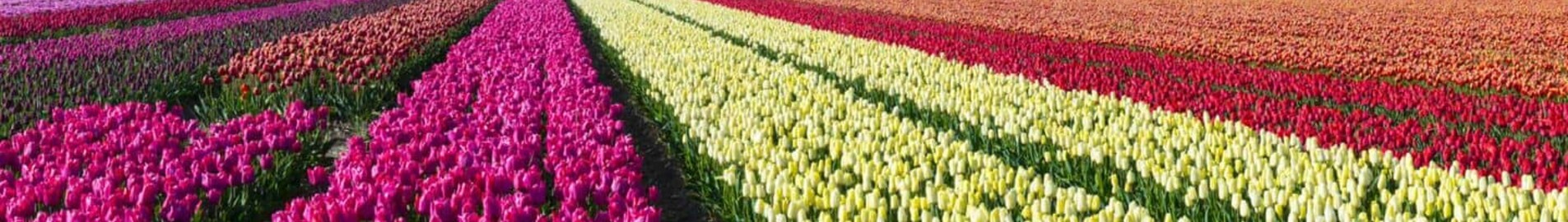 Hoogeveen : eralennuki asukoht