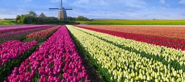 Rotterdam: eralennuki rentimine