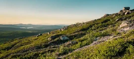 Ljungby Feringe : eralennuki rentimine