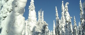 Kuusamo : eralennuki rentimine 