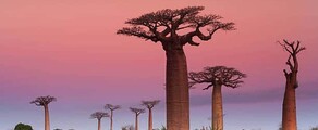 Madagaskar: eralennuki rentimine