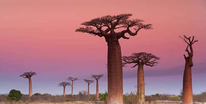 Madagaskar: eralennuki rentimine