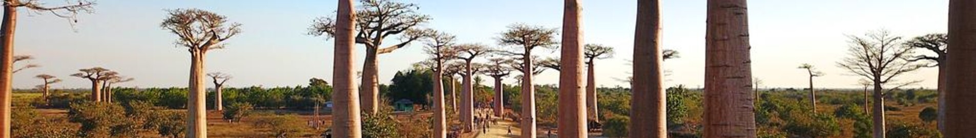 Morondava : eralennuki rentimine