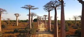Toliara : eralennuki rentimine 