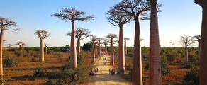 Morondava : eralennuki rentimine