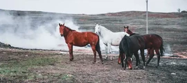 Kemerovo : eralennuki rentimine