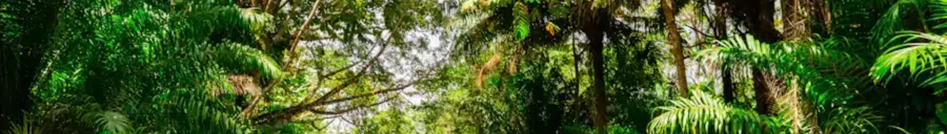 Trinidad & Tobago : eralennuki rentimine