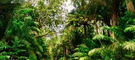 Trinidad Piarco : eralennuki rentimine