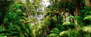 Trinidad & Tobago : eralennuki rentimine