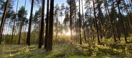 Brjansk : eralennuki rentimine