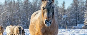 Jakutsk: eralennuki rentimine
