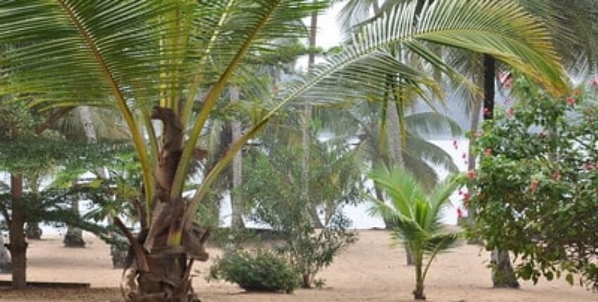 Côte d'Ivoire: eralennuki rentimine