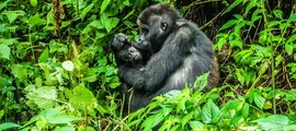 Bukavu Kavumu : eralennuki rentimine