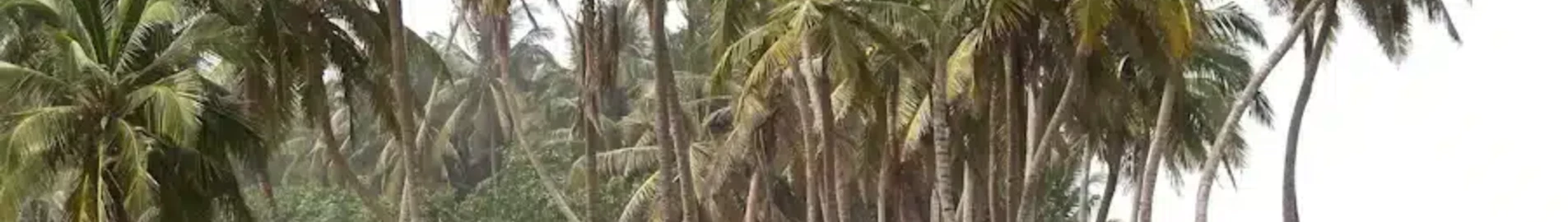 Wa : eralennuki rentimine